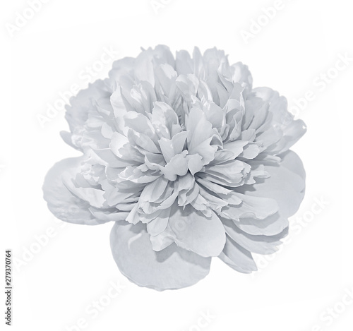 Beautiful white peony isolated on a white background