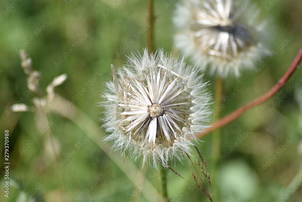Fototapeta premium big fluffy flower