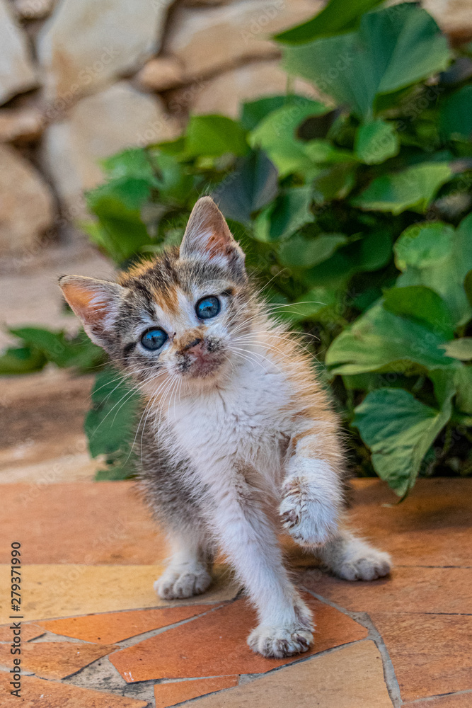 Obraz premium Young tortoiseshell calico kitten playing with a leaf