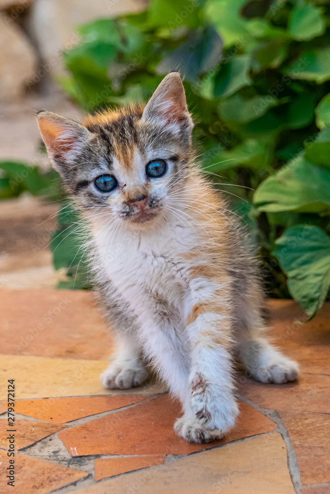 Obraz premium Young tortoiseshell calico kitten playing with a leaf