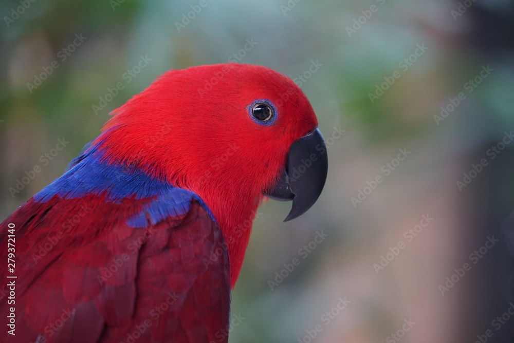 Obraz premium Rare species of birds in Bali. Wild nature.