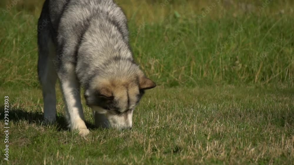 Malamute for a walk, slow motion Malamute for a walk, slow motion