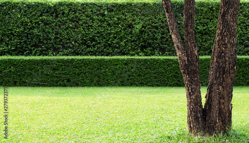 A tree and background of tree hedges, double layers  (two steps);  small and tall hedges. 