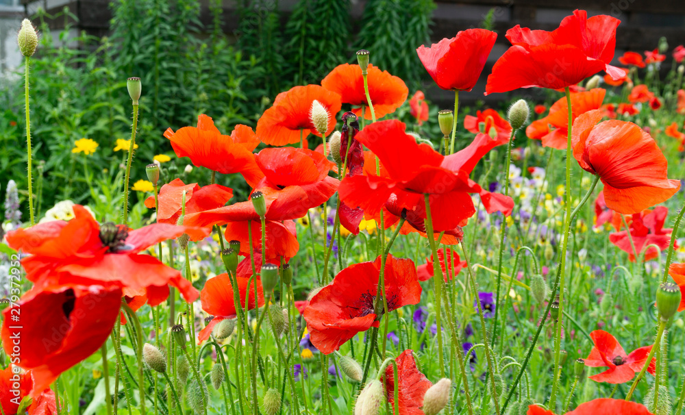 Obraz premium Bright red poppy flowers close up on green background