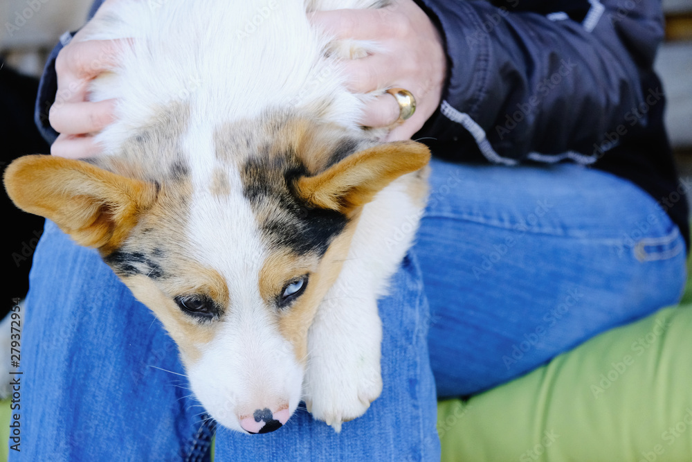 Pet Corgi puppy dog in lap closeup.