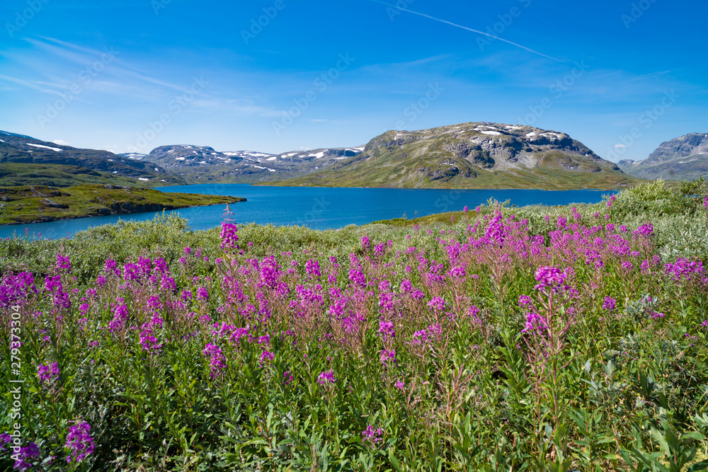 Fototapeta premium purple fireweed flowers