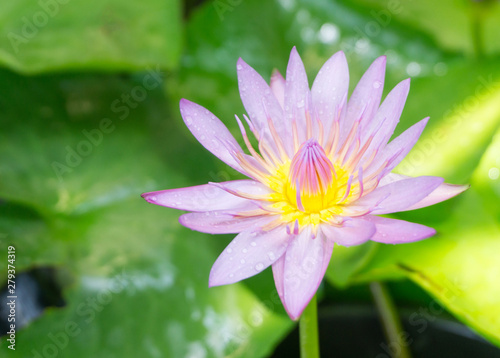 Pink lotus flowers with droplets blooming in lotus pond,selective focus,blurred green leaf background.water lily aquatic plants for worship