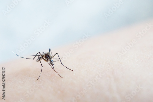 Mosquito sucking blood on human skin cause sick, Malaria,Dengue,Chikungunya,Mayaro fever,Dangerous Zica virus ,influenza