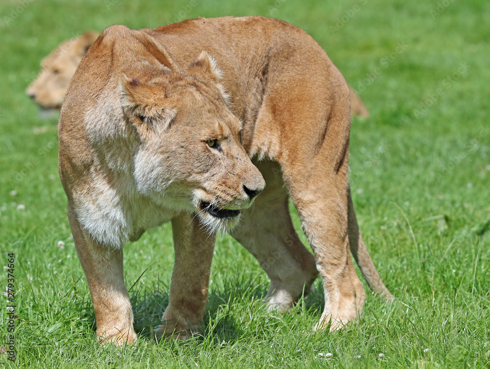 Close up of an african lioness on the prowl