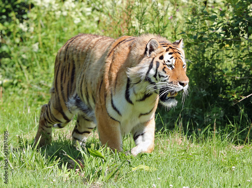 Close up of an Amur Tiger on the prowl