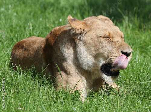 Photography Close up of a Lioness licking her lips