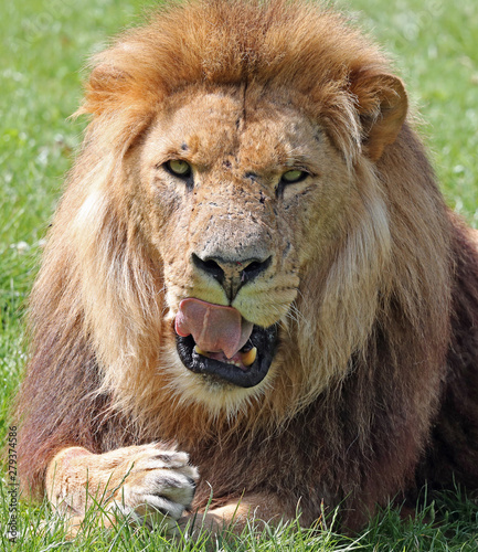 Portrait of an African Lion