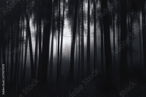 Dark black and white trees in the fog 