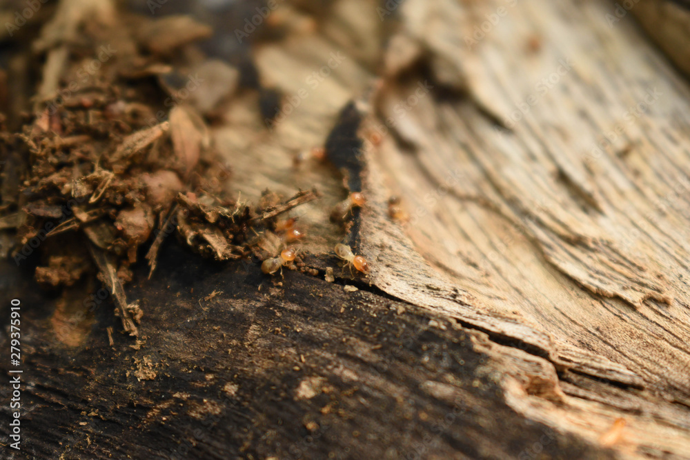 Group of Termites running on a piece of wood Group of Termites running on a piece of wood