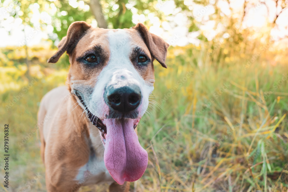 Happy dog in the nature, portrait. Helathy cute staffordshire terrier with tongue out. Happy dog in the nature, portrait. Helathy cute staffordshire terrier with tongue out.