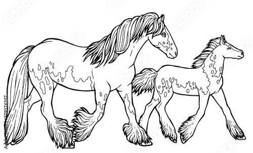 Horse runs trot. Coloring book. The horse runs trot. Coloring book. Tinker is a thoroughbred horse.