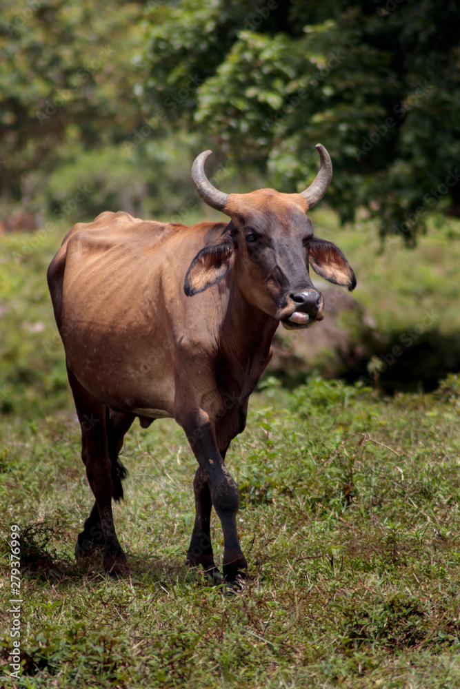 vaca vaca