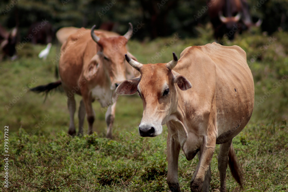 vacas