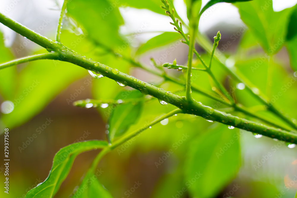 Beautiful drops of transparent rain water on green leaf macro. Many drops of dew in morning in sun. Beautiful leaf texture in nature. Natural background. Beautiful drops of transparent rain water on green leaf macro. Many drops of dew in morning in sun. Beautiful leaf texture in nature. Natural background.
