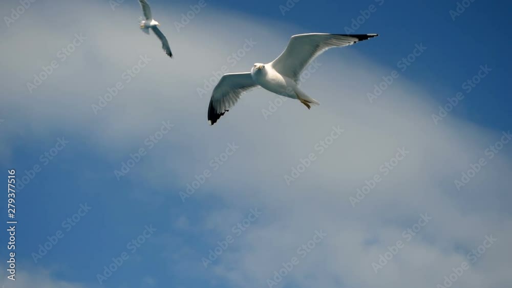 Seagulls flying against the blue sky. Flock of birds floating on air currents of wind. Big seagull soaring over the Mediterranean sea. Greece. Slow motion. HD Seagulls flying against the blue sky. Flock of birds floating on air currents of wind. Big seagull soaring over the Mediterranean sea. Greece. Slow motion. HD
