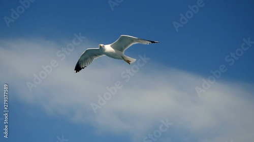 Seagulls flying against the blue sky. Flock of birds floating on air currents of wind. Big seagull soaring over the Mediterranean sea. Greece. Slow motion. HD photo