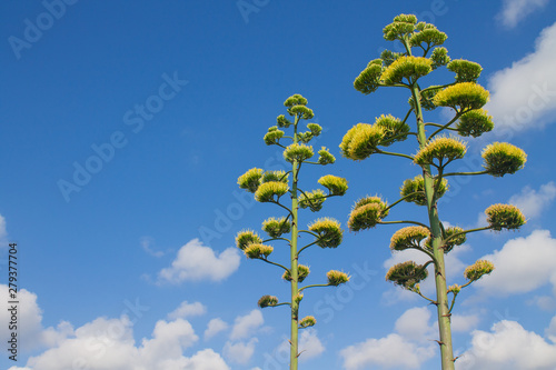 beautiful yellow-green agave flowers stem on blue sky background with white clouds and space for text