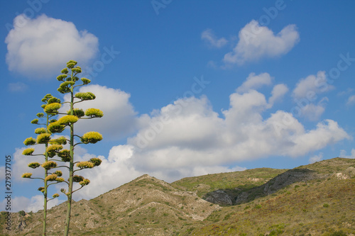 beautiful yellow-green agave flowers stem on mountain background, blue sky with white clouds and space for text
