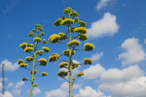 beautiful yellow-green agave flowers stem on blue sky background with white clouds and space for text