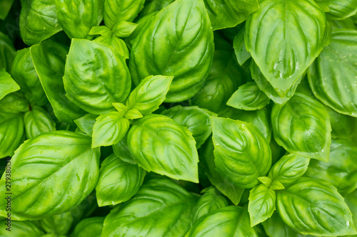 Raw Green Organic Basil Plant