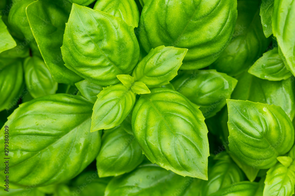 Raw Green Organic Basil Plant Raw Green Organic Basil Plant