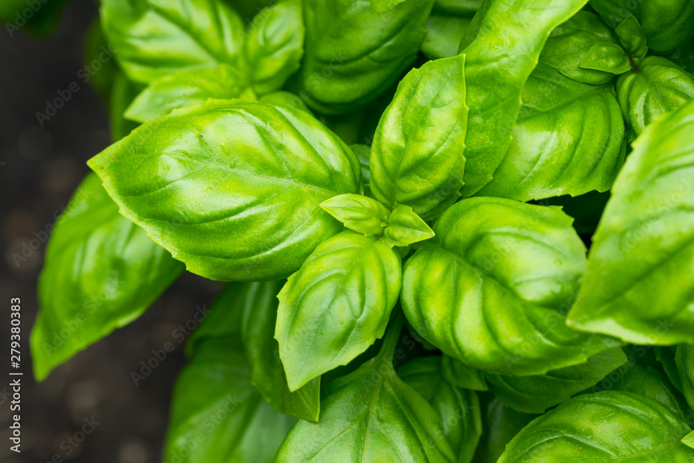 Raw Green Organic Basil Plant