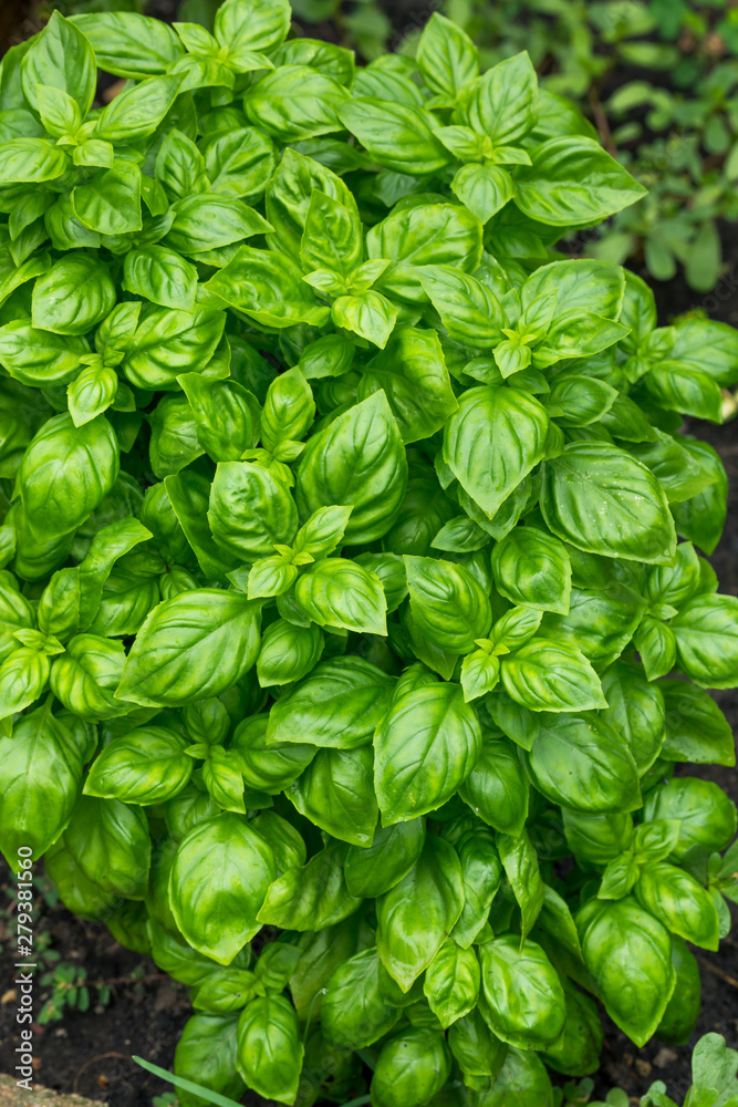 Raw Green Organic Basil Plant Raw Green Organic Basil Plant