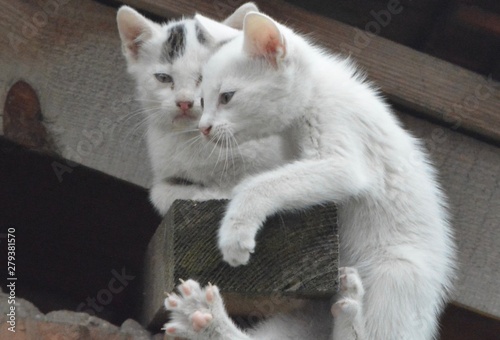 falling cat
