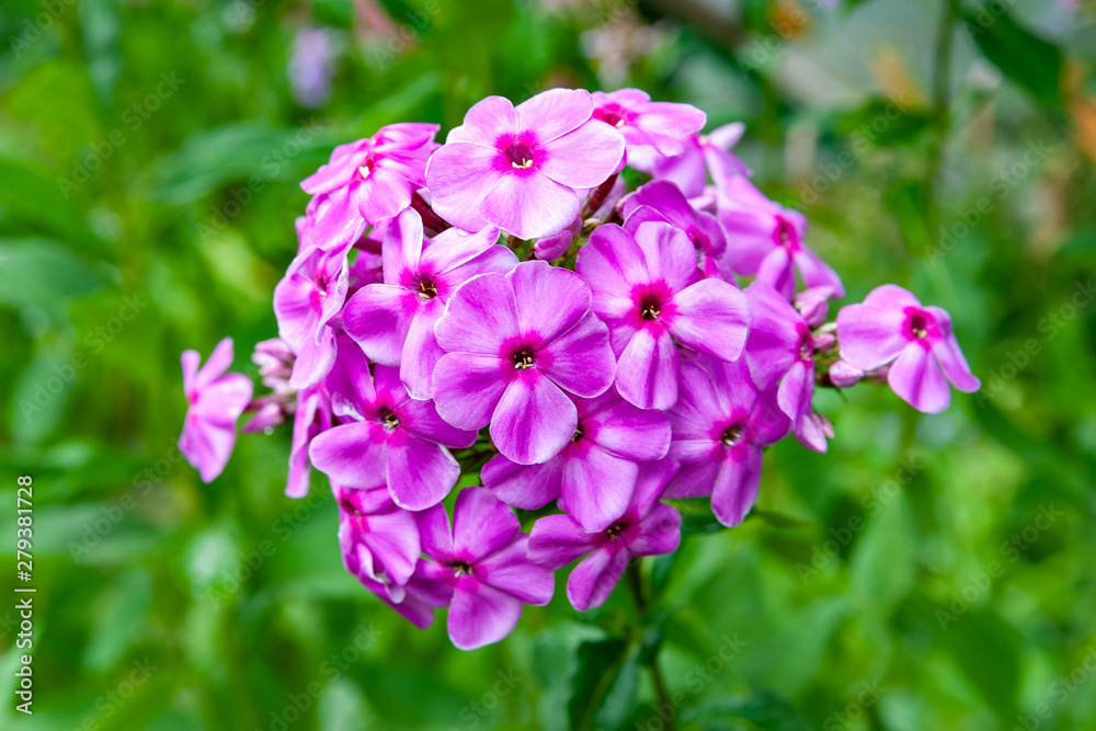 Purple flowers phlox paniculata. Flowering branch of purple phlox in the garden in rainy weather. Purple flowers phlox paniculata. Flowering branch of purple phlox in the garden in rainy weather.