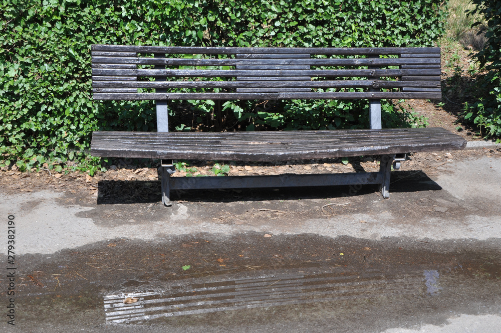 Black painted old wooden bench against green shrubs with the pool after summer rain in a park Black painted old wooden bench against green shrubs with the pool after summer rain in a park