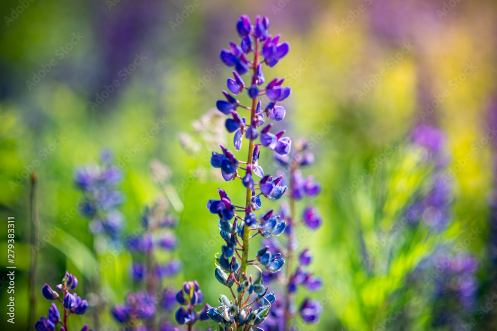 lupins in summer in sunny weather lupins in summer in sunny weather
