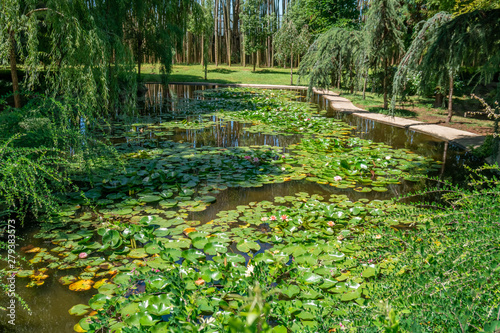 beautiful water lilies bloom in the lake in Tsvermaghala park, Georgia