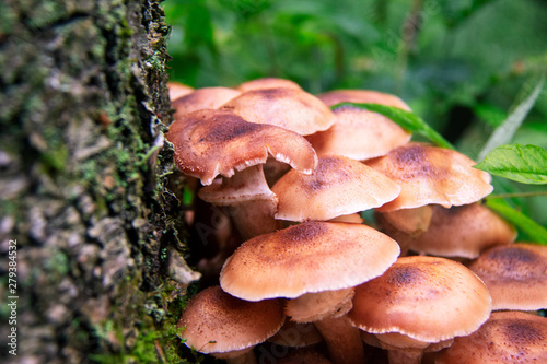 mushrooms in the forest, close-up