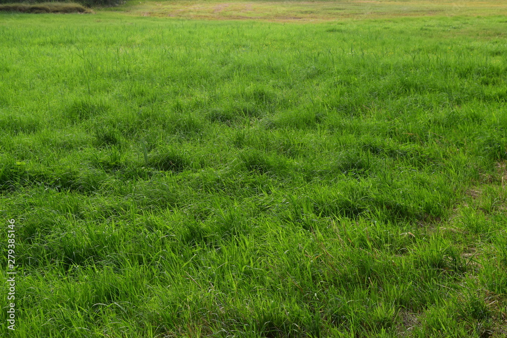 Grünes Feld, Grüne Wiese am Waldesrand