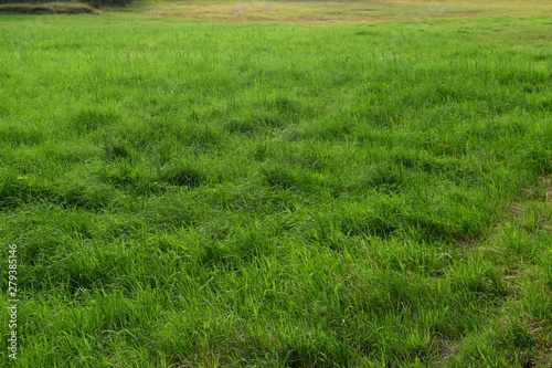 Grünes Feld, Grüne Wiese am Waldesrand