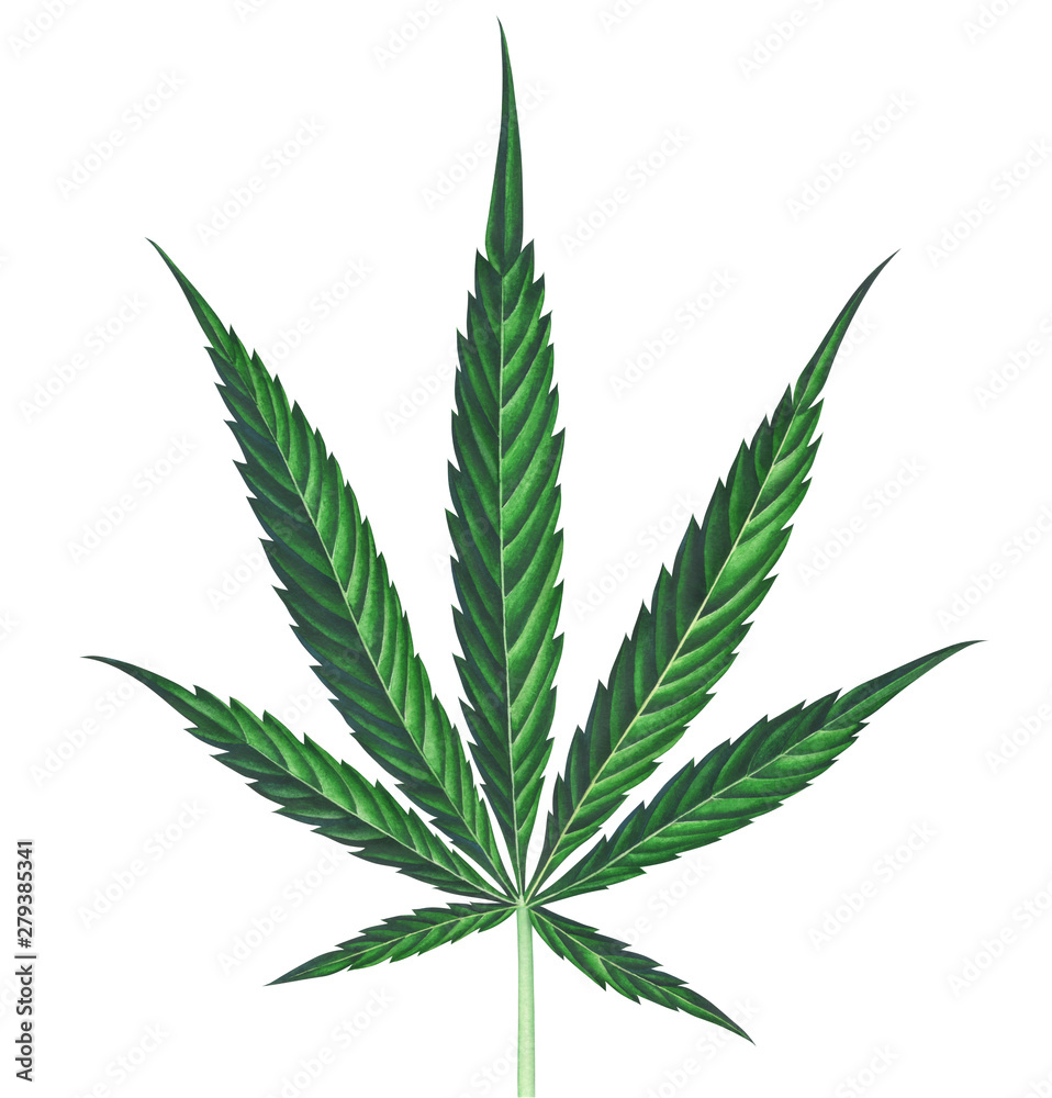 Cannabis leaf isolated on white background. Watercolor illustration. Cannabis leaf isolated on white background. Watercolor illustration.