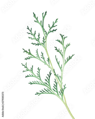 Thuja branch isolated on white background. Watercolor illustration.