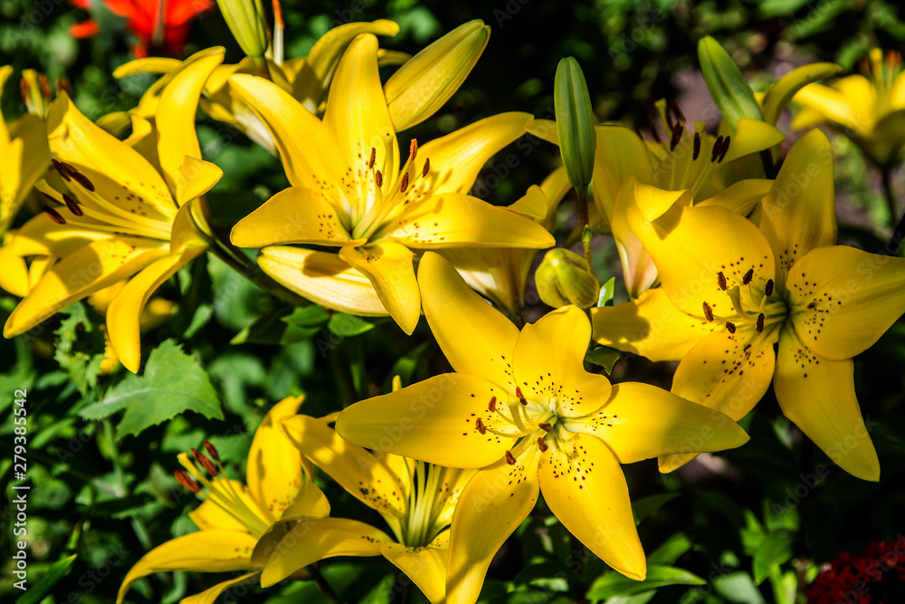 beautiful lilies grow in the garden beautiful lilies grow in the garden