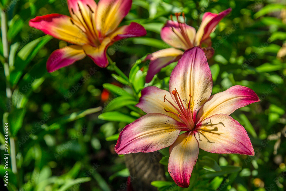 beautiful lilies grow in the garden beautiful lilies grow in the garden