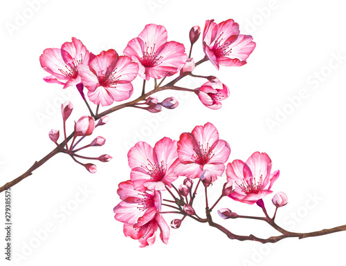 Photographie Cherry blossom flowers isolated on white background