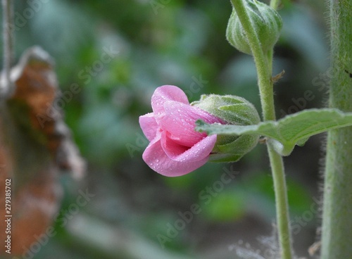 pink flower in the garden