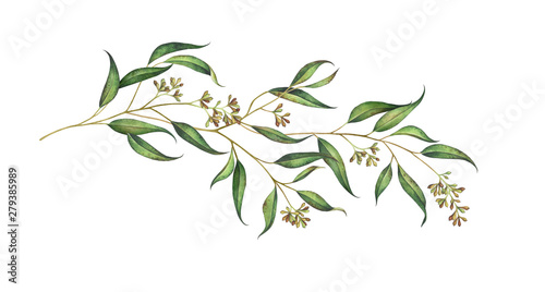 Foto Eucalyptus branch with seeds isolated on white