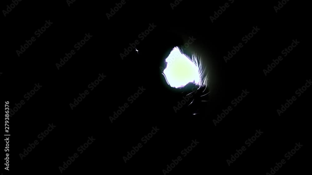 video effects video effects