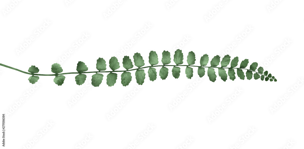 Naklejka Asplenium trichomanes fern isolated on white background. Botanical illustration.