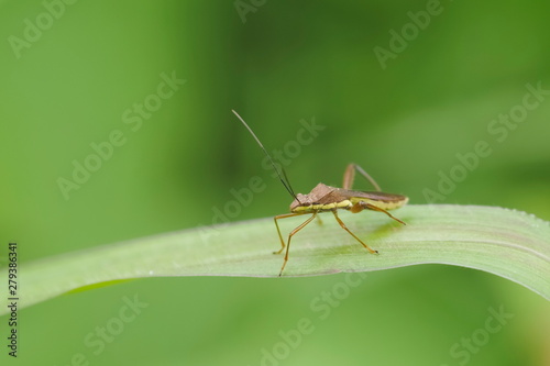 a Nysius insect, Seed bugs, ground bugs (Lygaeidea) resting on green leaf with green nature blurred background,  © Yuttana Joe